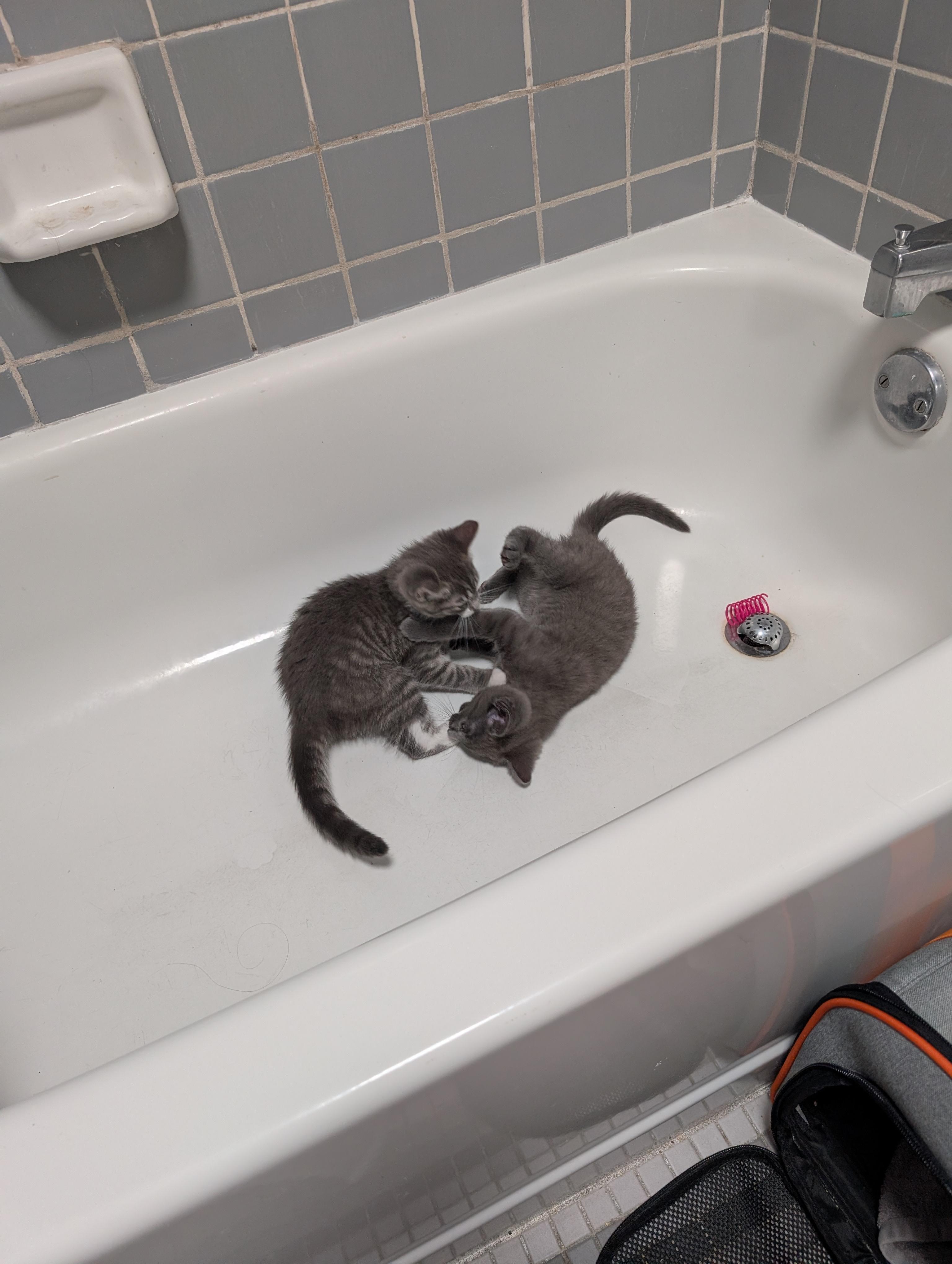 Enlarge Gene & Louise, an adopted Domestic Short Hair in Philadelphia, PA image 4/6