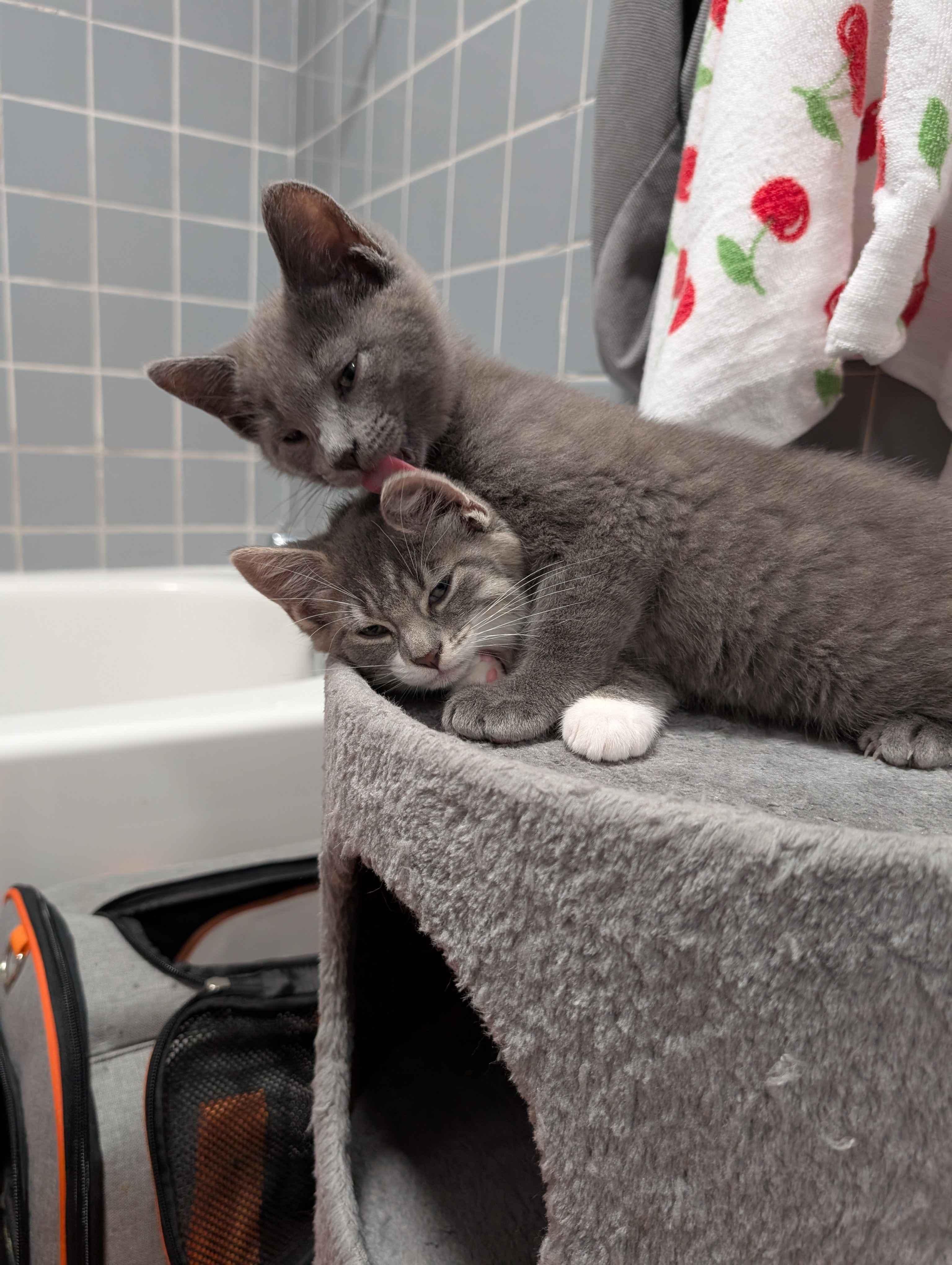 Gene & Louise, adopted, Kitten Male Domestic Short Hair.