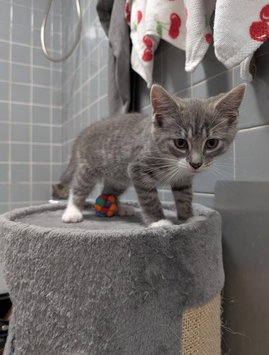 Enlarge Gene & Louise, an adopted Domestic Short Hair in Philadelphia, PA image 5/6
