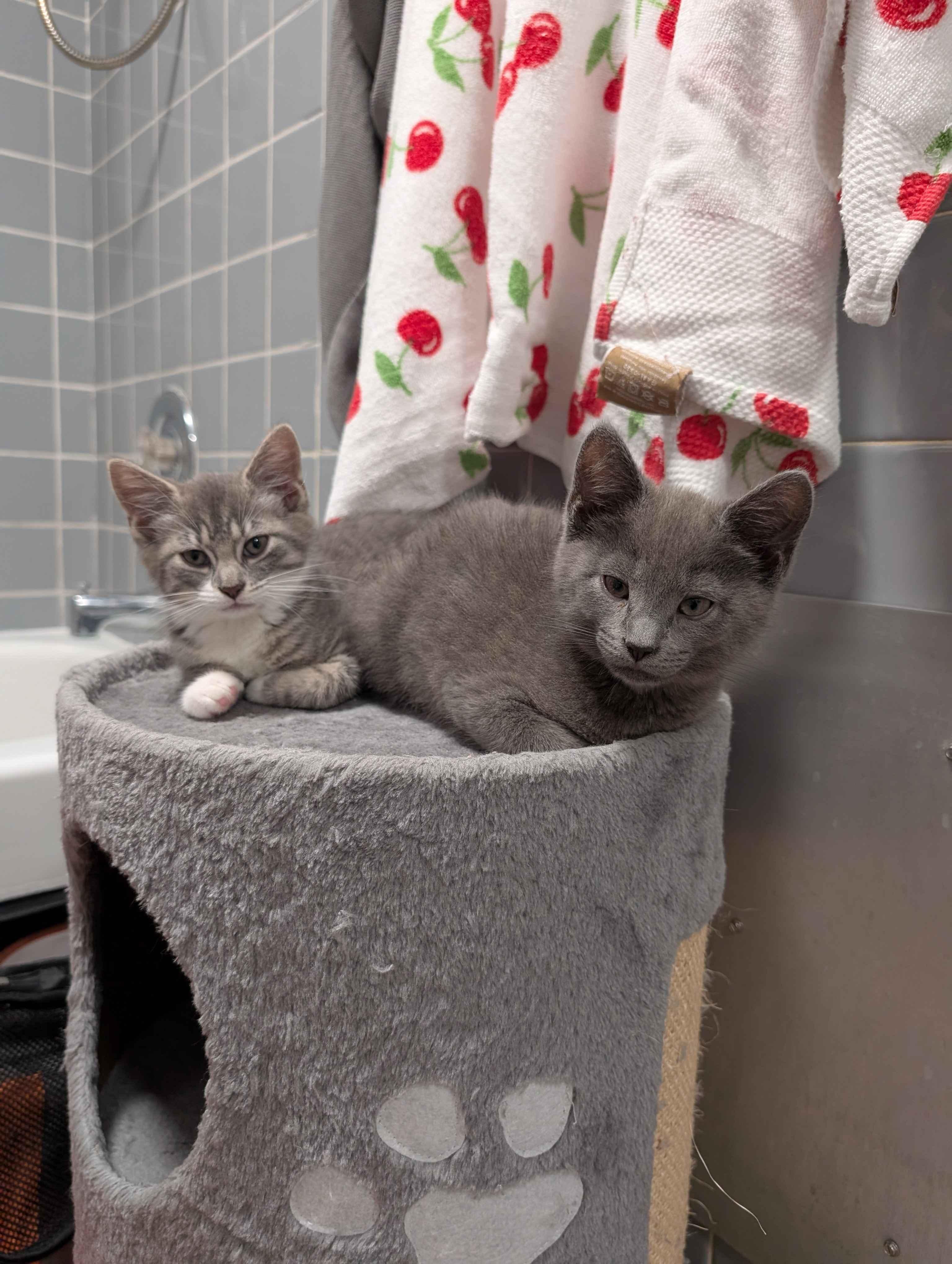 Enlarge Gene & Louise, an adopted Domestic Short Hair in Philadelphia, PA image 2/6