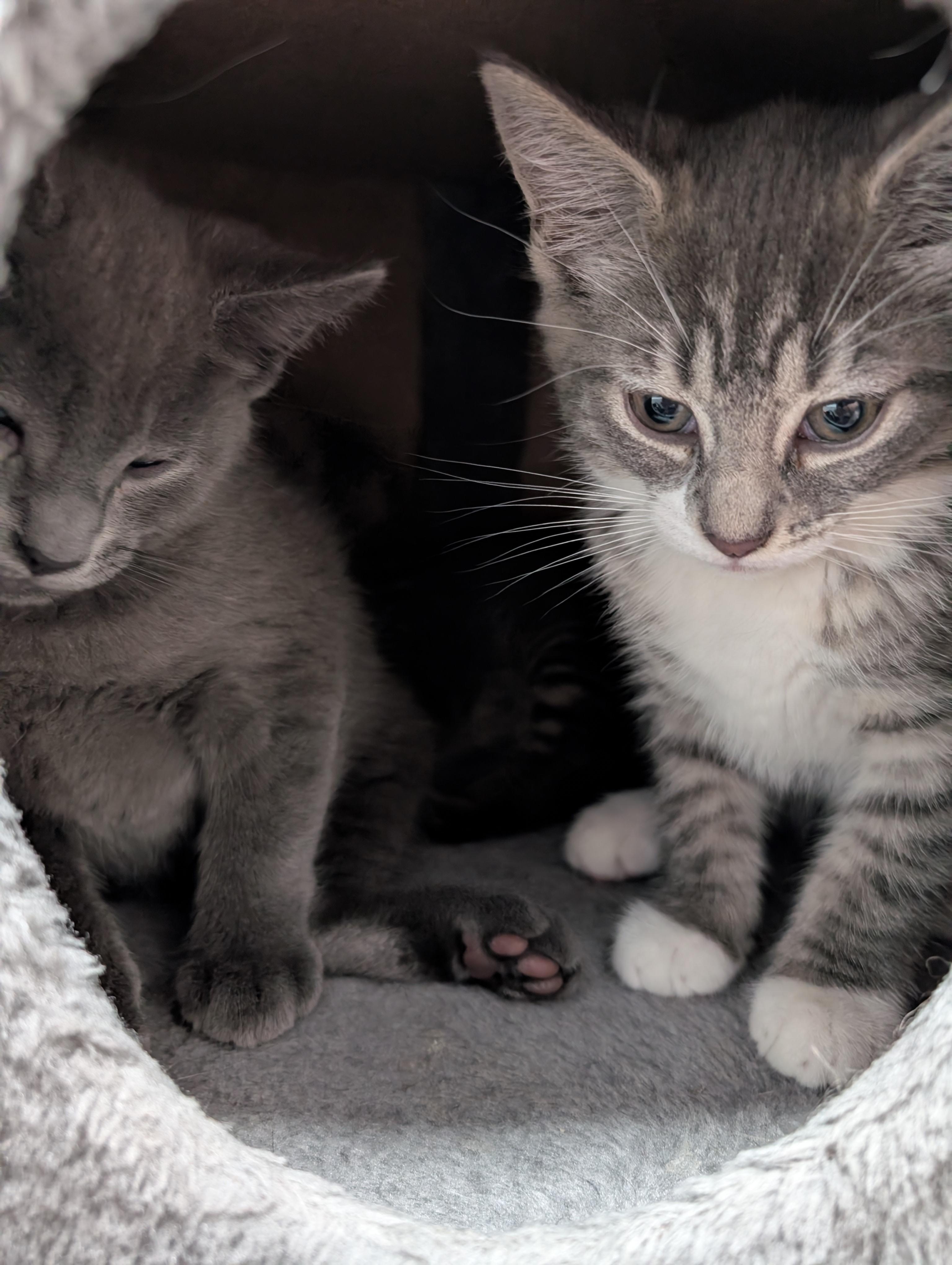 Gene & Louise, ADOPTABLE, Kitten Male Domestic Short Hair.