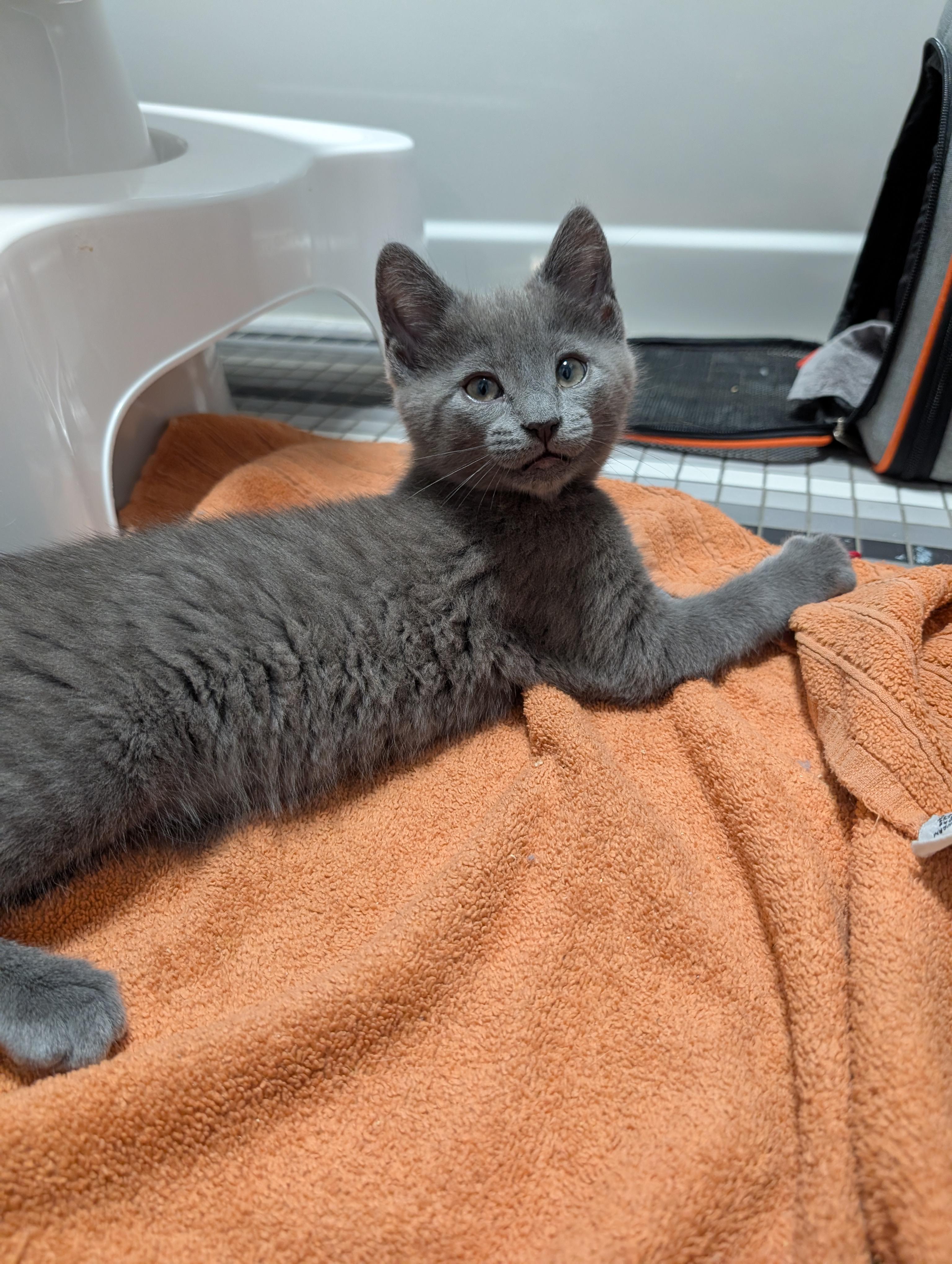 Enlarge Gene & Louise, an adopted Domestic Short Hair in Philadelphia, PA image 6/6