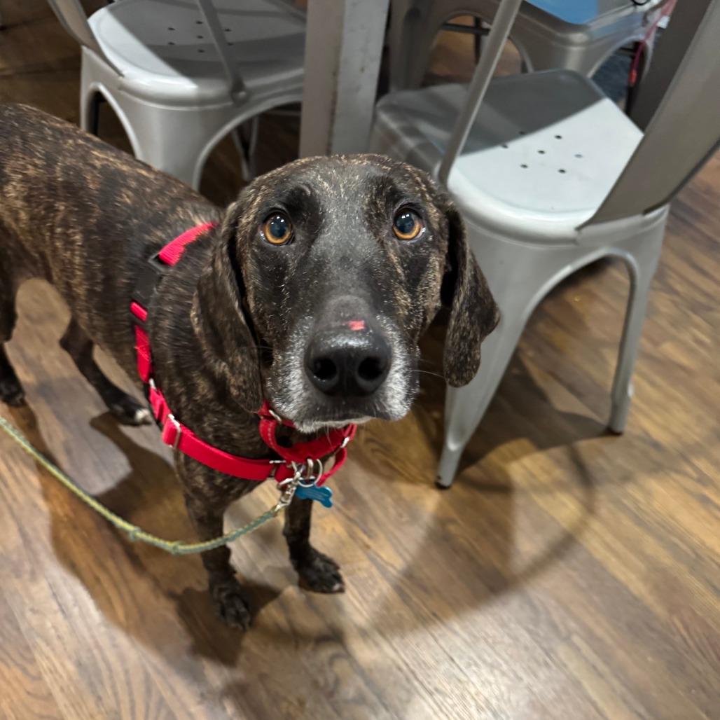 Otis, Adoptable, Young Male Treeing Walker Coonhound.