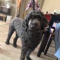 Lucy, an adopted mixed breed in Monticello, NY image 2/2