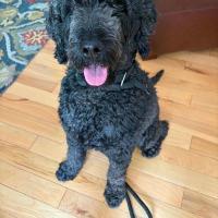 Lucy, an adopted mixed breed in Monticello, NY image 1/2