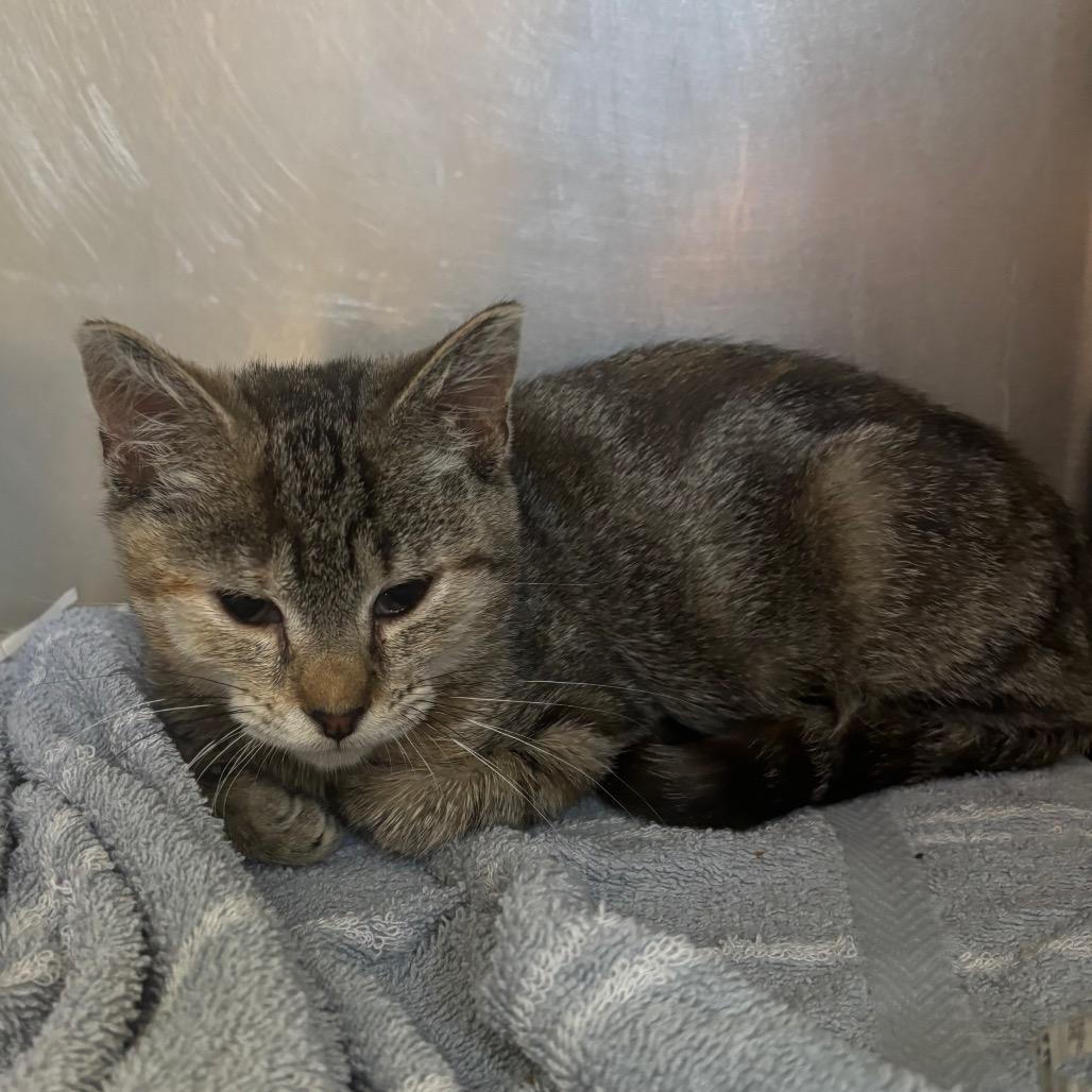 Enlarge Bonnie, a Adoptable Domestic Short Hair in Philadelphia, PA image 1/3