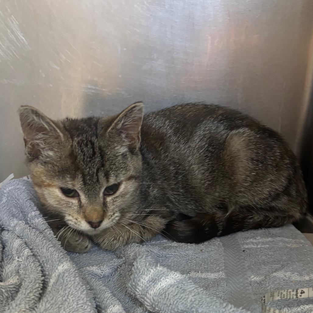Enlarge Bonnie, a Adoptable Domestic Short Hair in Philadelphia, PA image 2/3