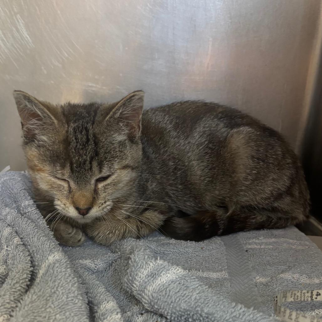 Enlarge Bonnie, a Adoptable Domestic Short Hair in Philadelphia, PA image 3/3