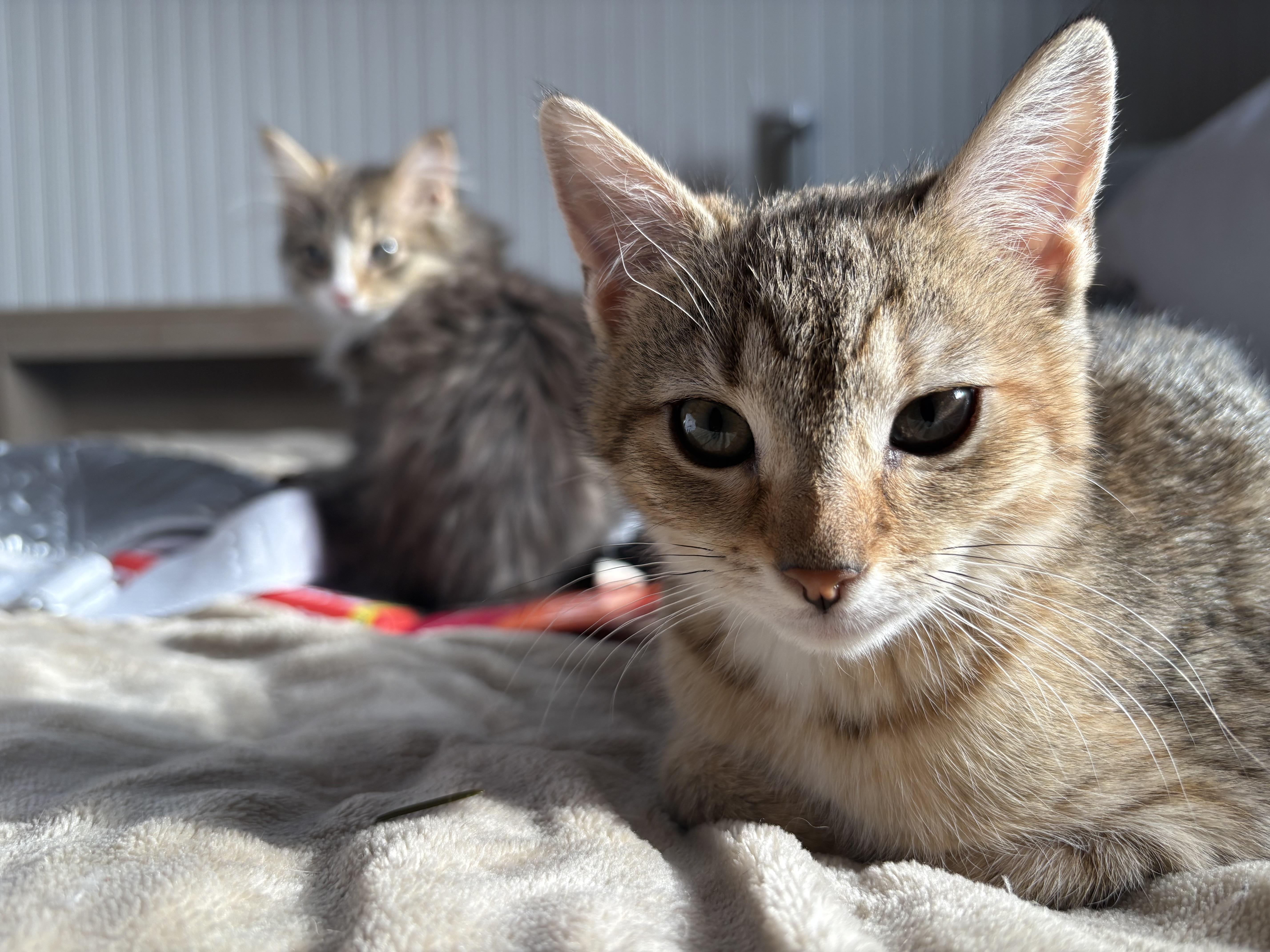 Marla, adopted, Kitten Female Calico.