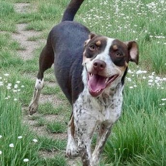 Enlarge Darci, a Adoptable mixed breed in Watertown, CT image 3/6