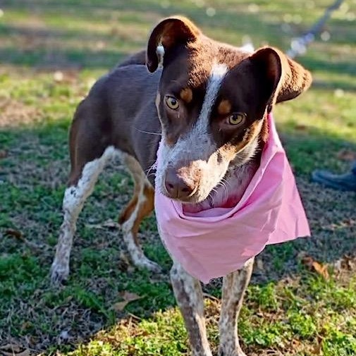 Enlarge Darci, a ADOPTABLE mixed breed in Watertown, CT image 2/6