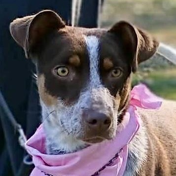 Enlarge Darci, a ADOPTABLE mixed breed in Watertown, CT image 3/6