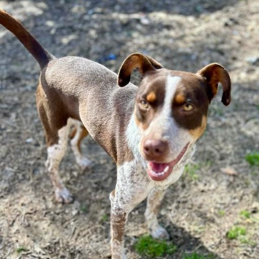 Enlarge Darci, a ADOPTABLE mixed breed in Watertown, CT image 1/6
