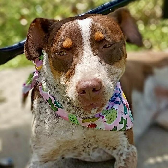 Enlarge Darci - new pics!, a ADOPTABLE mixed breed in Watertown, CT image 5/6