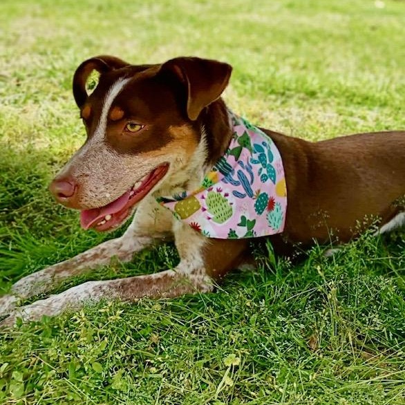 Enlarge Darci - new pics!, a ADOPTABLE mixed breed in Watertown, CT image 6/6