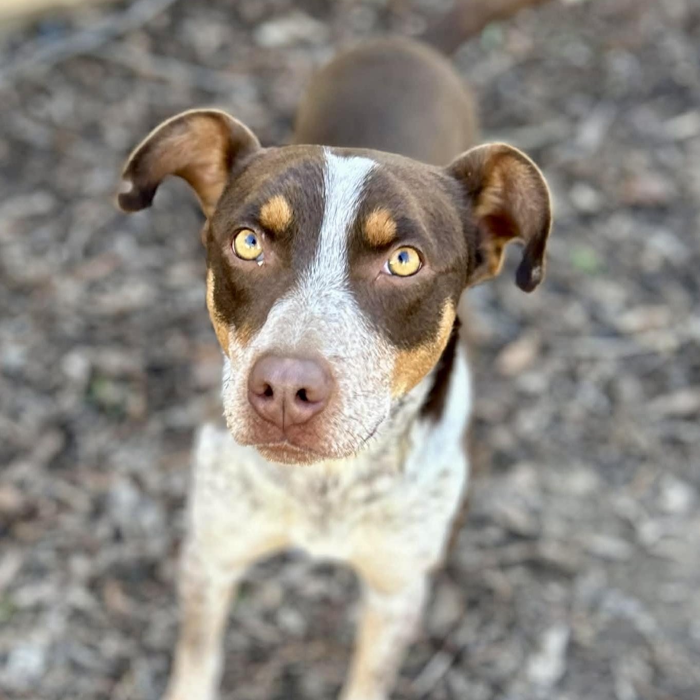 Enlarge Darci, a ADOPTABLE mixed breed in Watertown, CT image 6/6