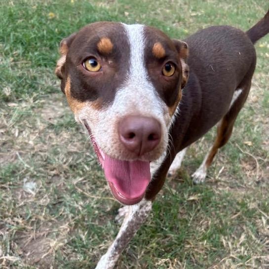 Enlarge Darci, a Adoptable mixed breed in Watertown, CT image 6/6
