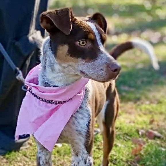 Enlarge Darci, a ADOPTABLE mixed breed in Watertown, CT image 4/6
