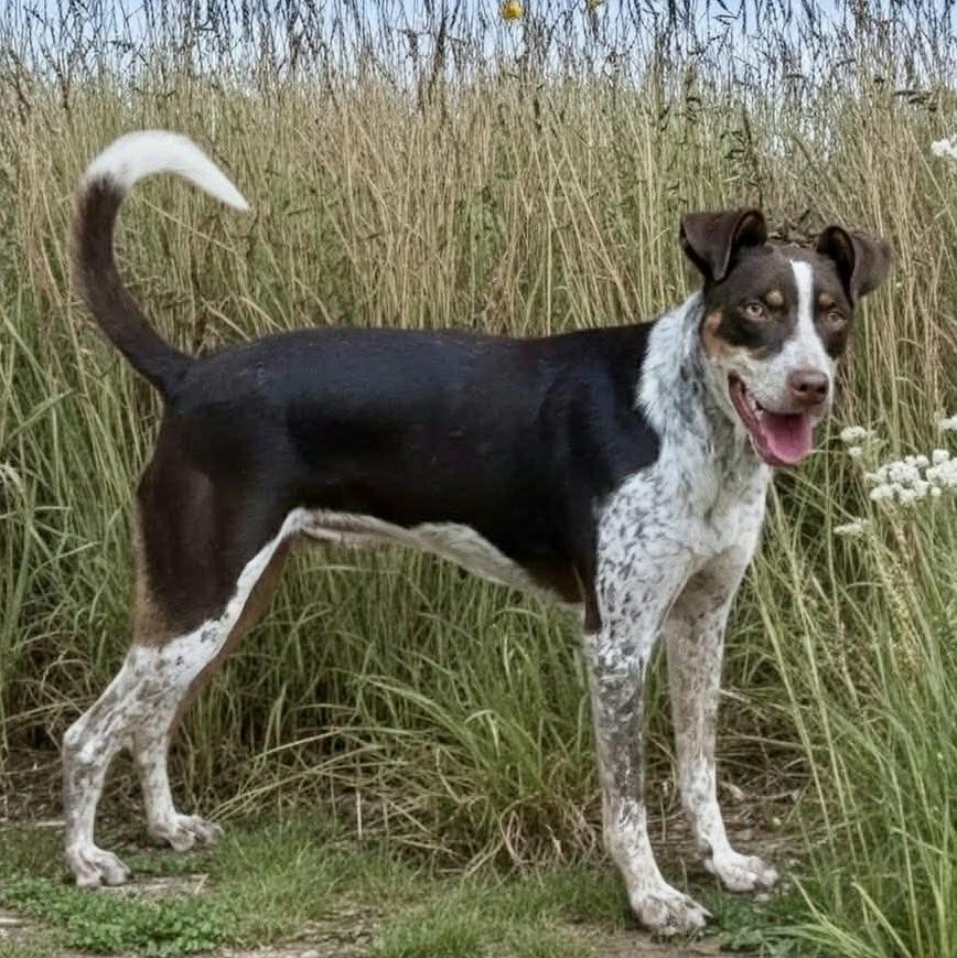 Enlarge Darci, a Adoptable mixed breed in Watertown, CT image 1/6