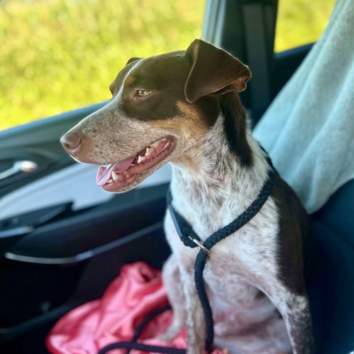 Darci - new pics!, a ADOPTABLE mixed breed in Watertown, CT image 6/6