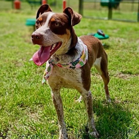 Darci - new pics!, ADOPTABLE, Young Female German Shorthaired Pointer & Australian Kelpie.