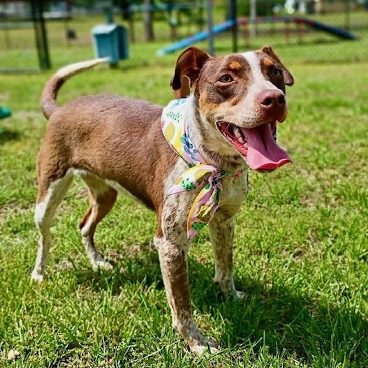 Enlarge Darci - new pics!, a ADOPTABLE mixed breed in Watertown, CT image 2/6