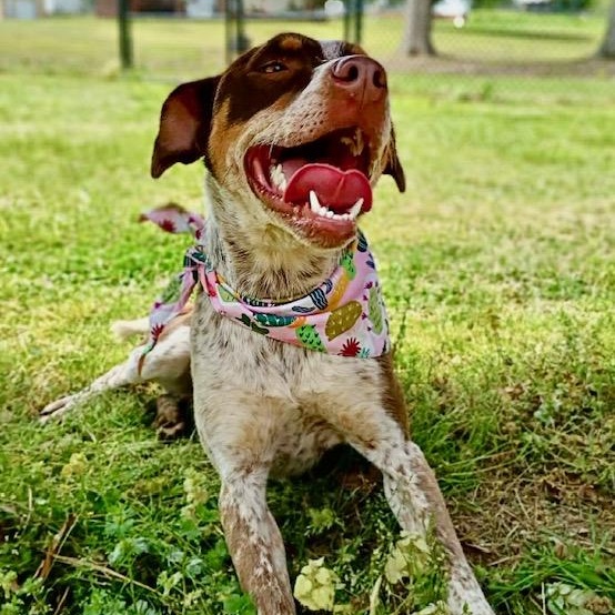 Enlarge Darci - new pics!, a ADOPTABLE mixed breed in Watertown, CT image 4/6