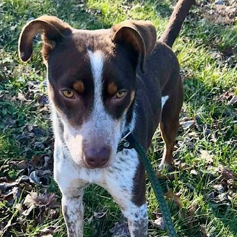 Enlarge Darci, a ADOPTABLE mixed breed in Watertown, CT image 5/6