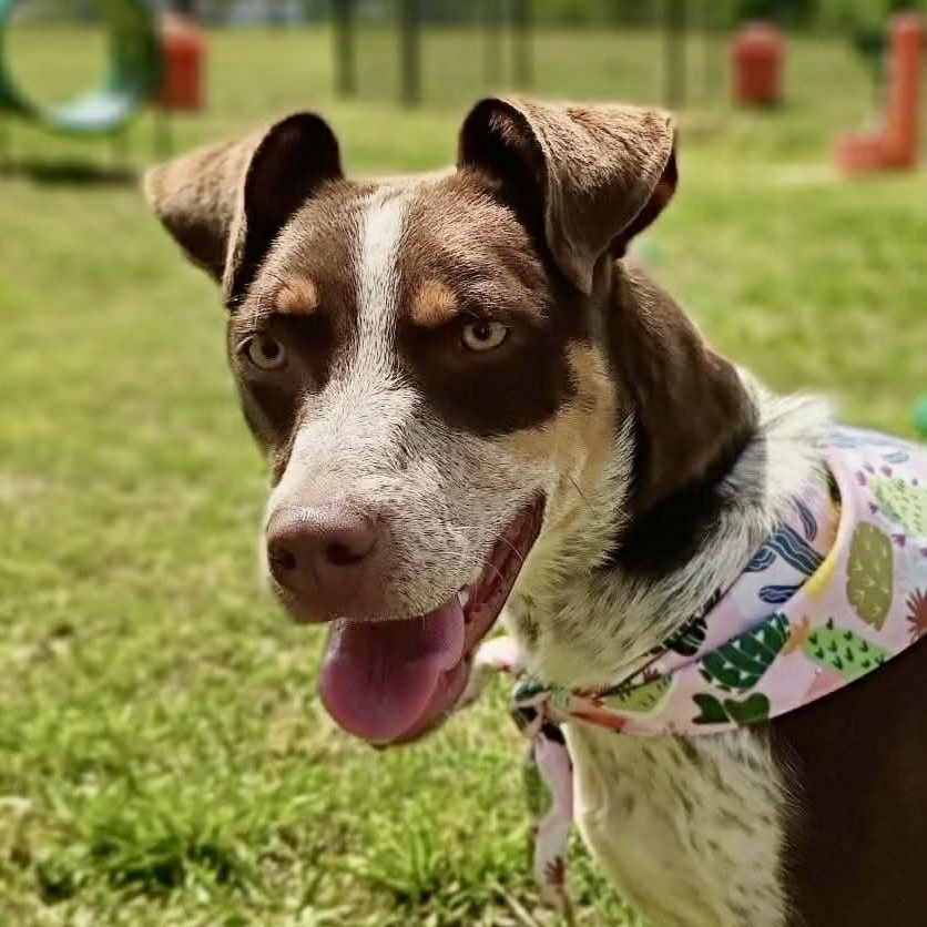 Darci - new pics!, ADOPTABLE, Young Female German Shorthaired Pointer & Australian Kelpie.
