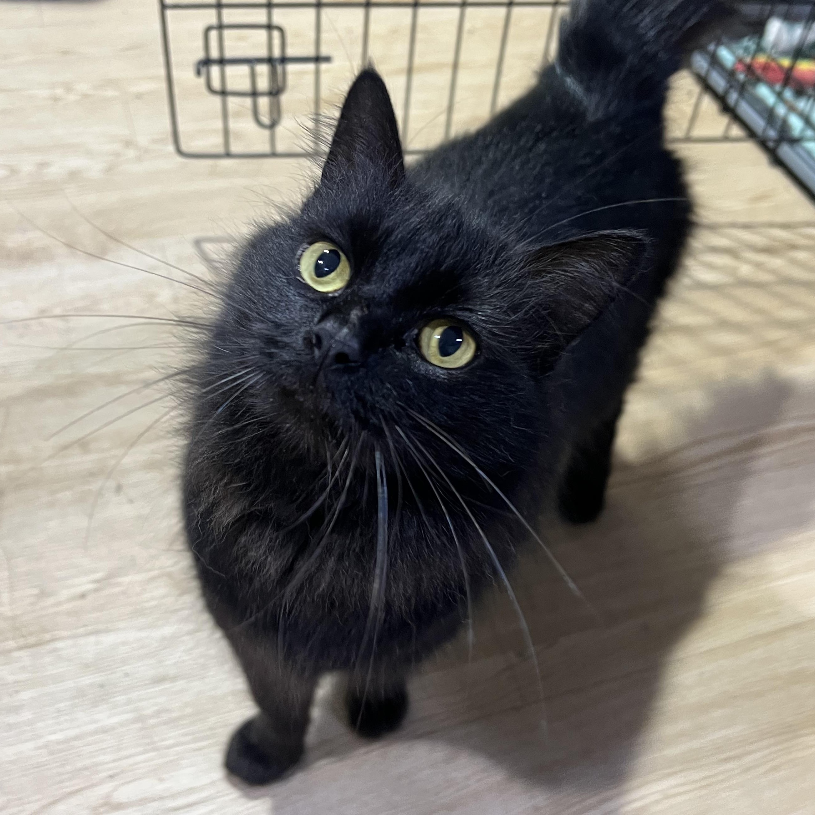 Enlarge Lucille, a Adopted Domestic Long Hair in Brentwood, NH image 1/1