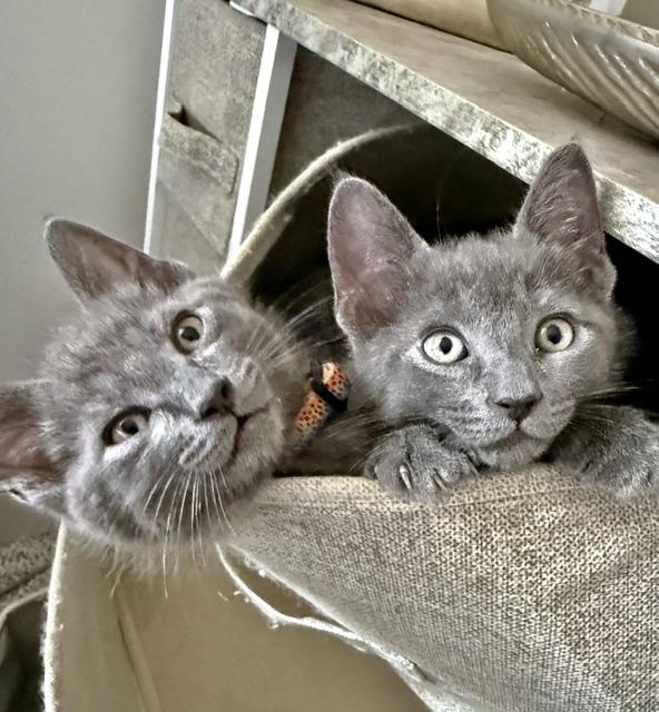 Wyatt and Whitaker, adopted, Kitten Male Domestic Short Hair.