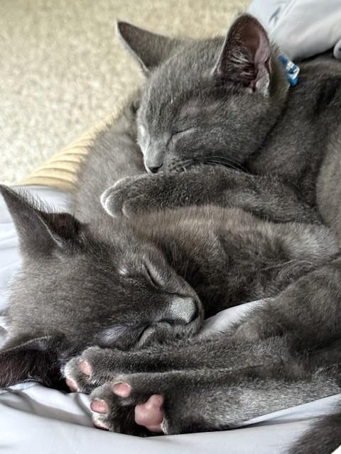 Wyatt and Whitaker, an adopted Domestic Short Hair in Medford, MA image 2/2
