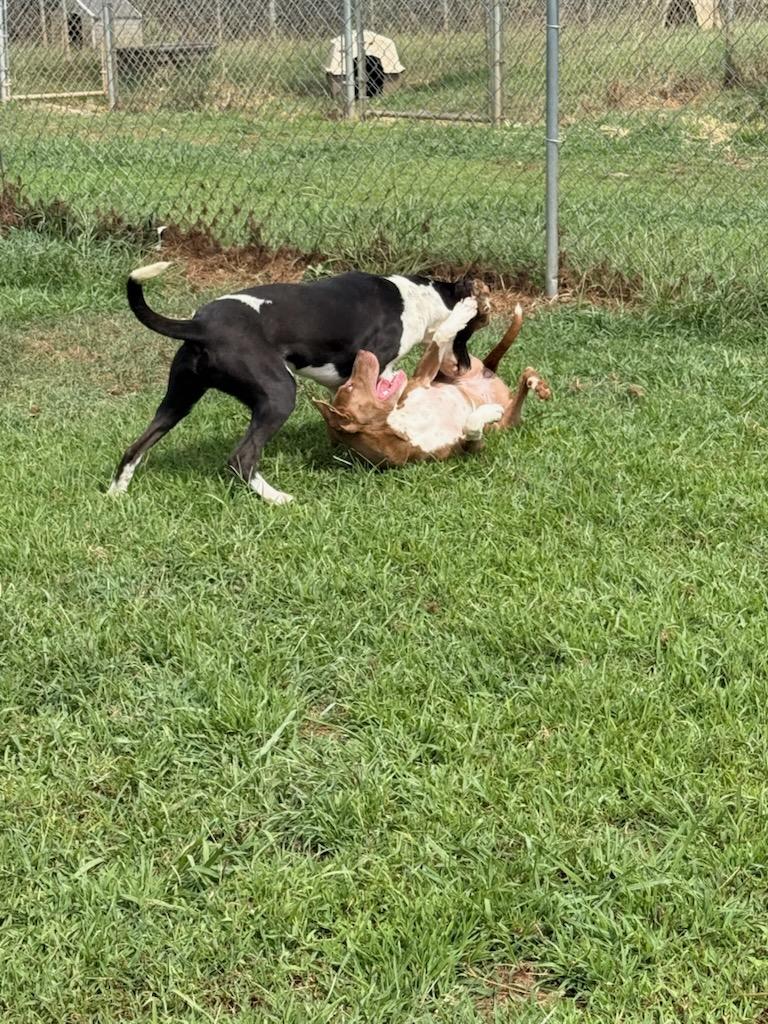 Enlarge Rhiannon, a Adoptable Mixed Breed in McKenzie, TN image 3/4