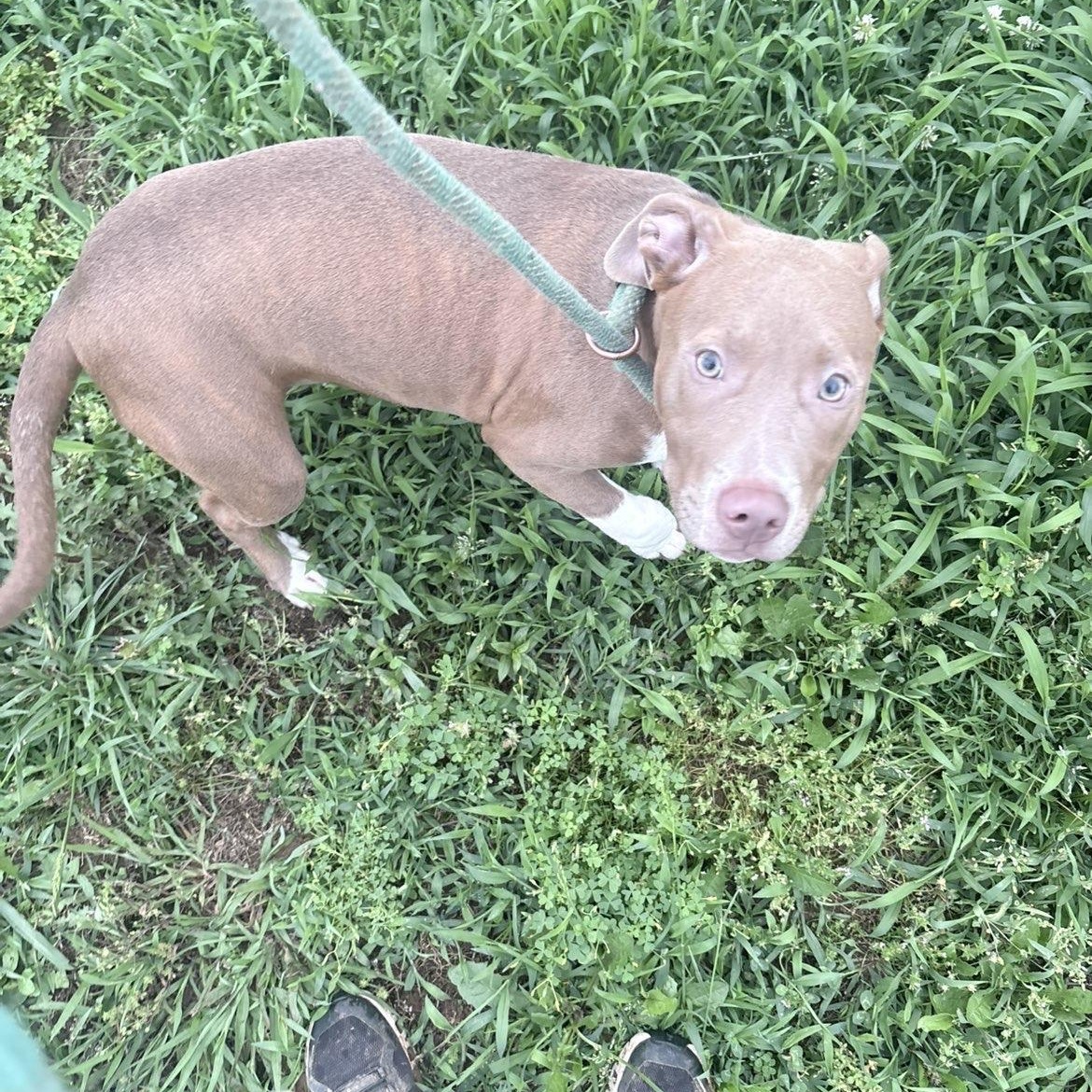 Enlarge Rhiannon, a ADOPTABLE Mixed Breed in McKenzie, TN image 1/1