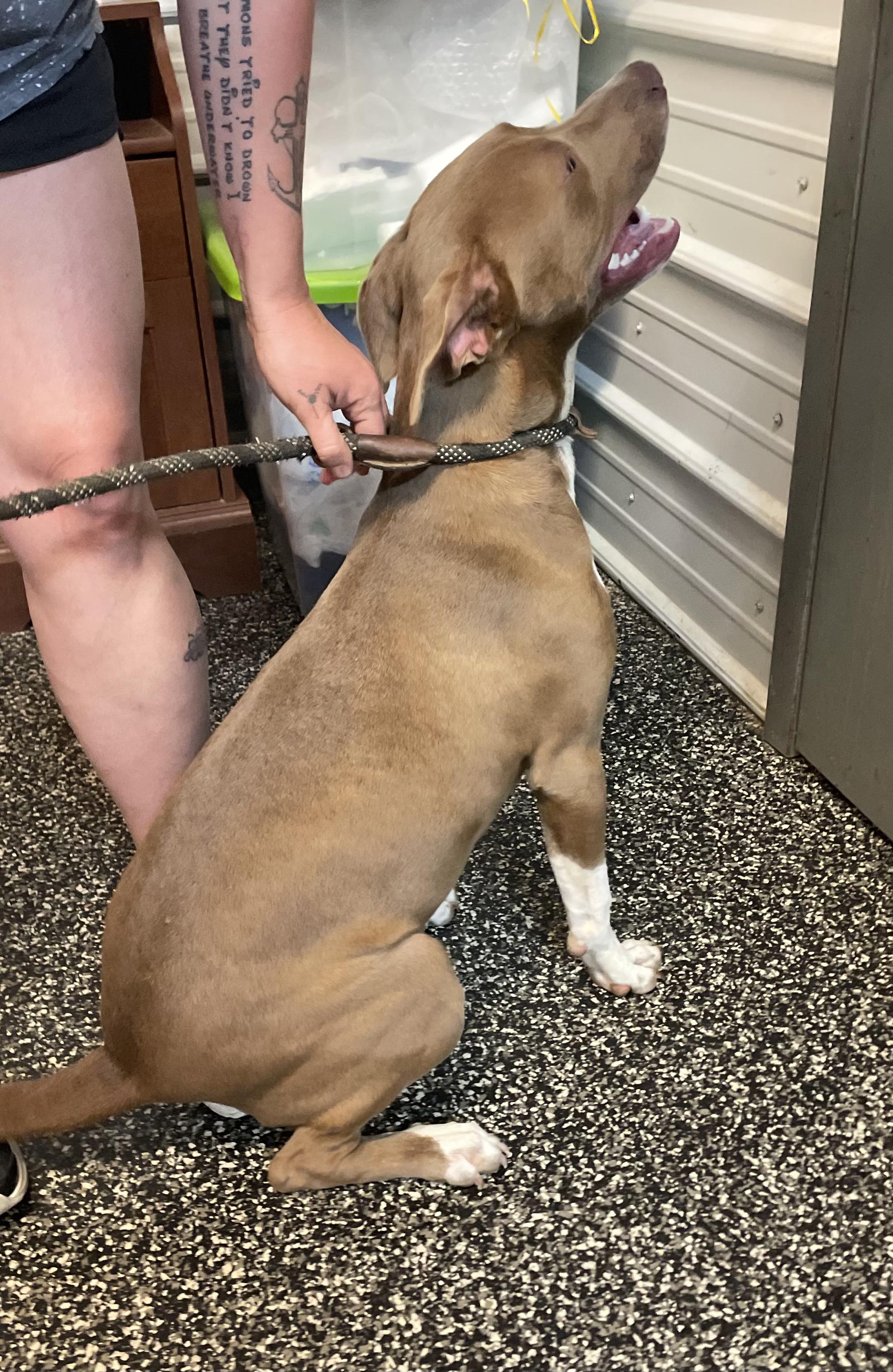 Enlarge Rhiannon, a Adoptable Mixed Breed in McKenzie, TN image 2/4