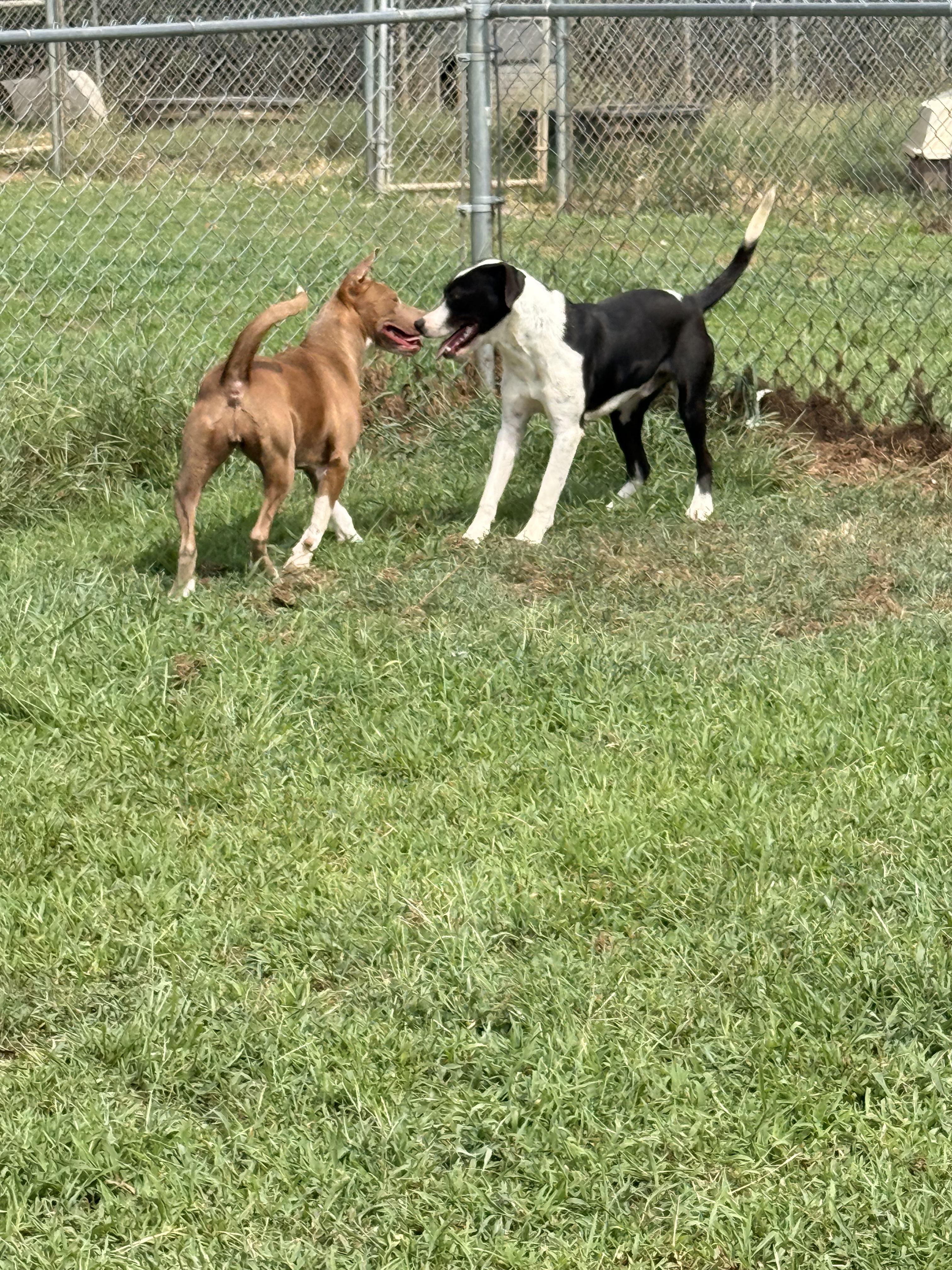 Enlarge Rhiannon, a Adoptable Mixed Breed in McKenzie, TN image 4/4