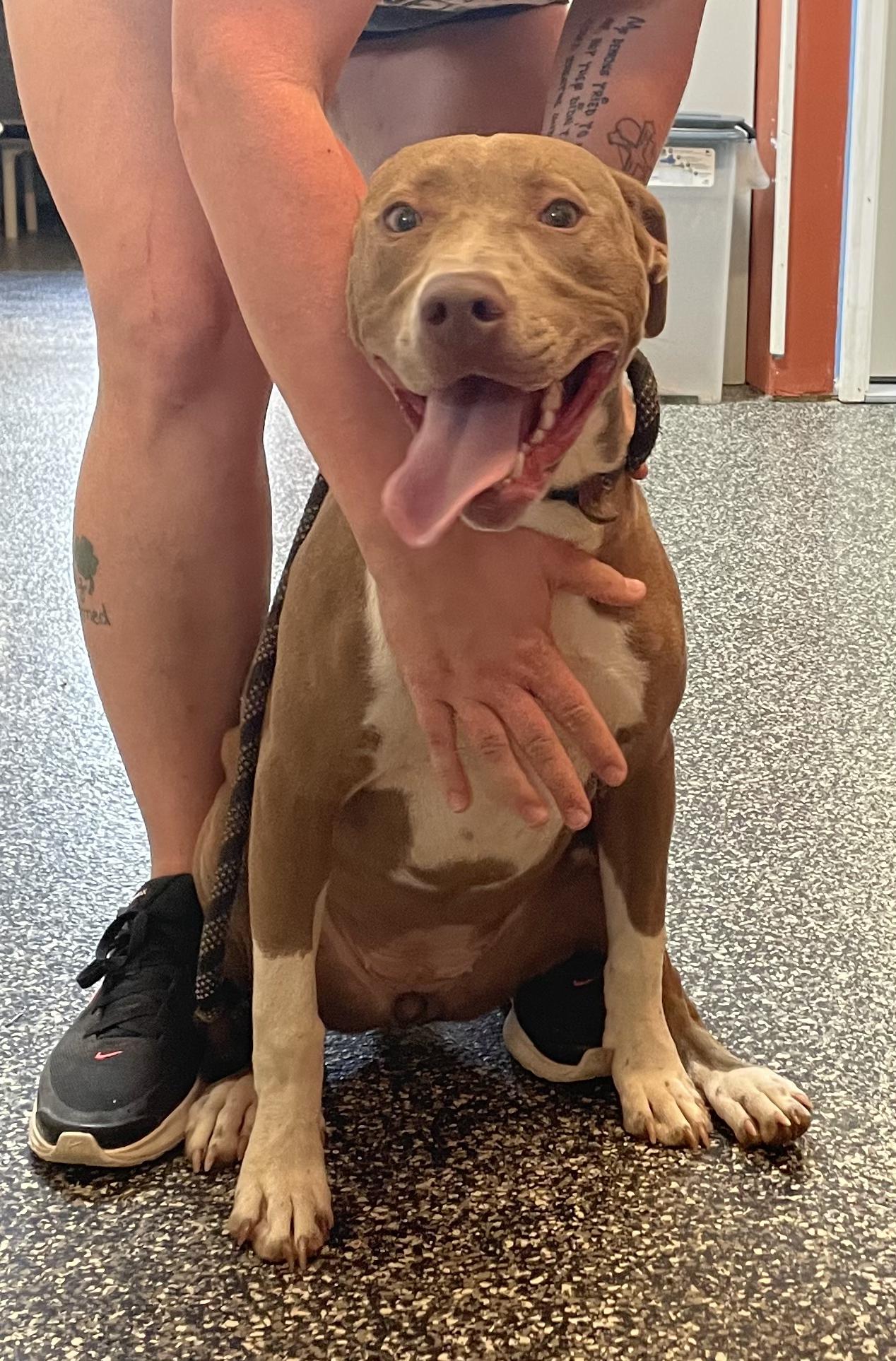Rhiannon, Adoptable, Puppy Female Mixed Breed.