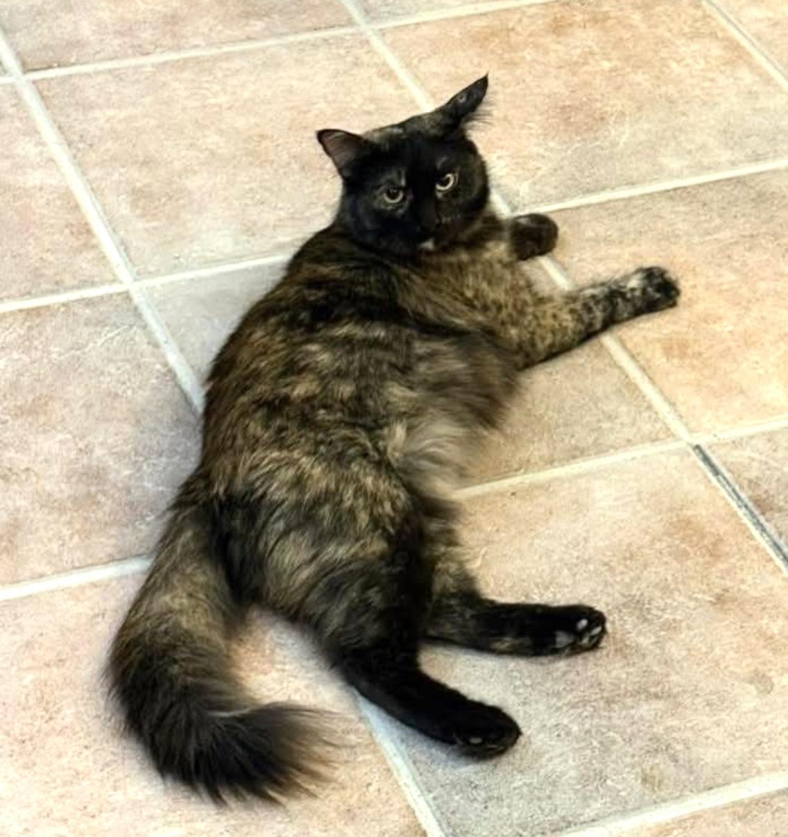 Carol, a ADOPTABLE Domestic Medium Hair in Cincinnati , OH image 4/4