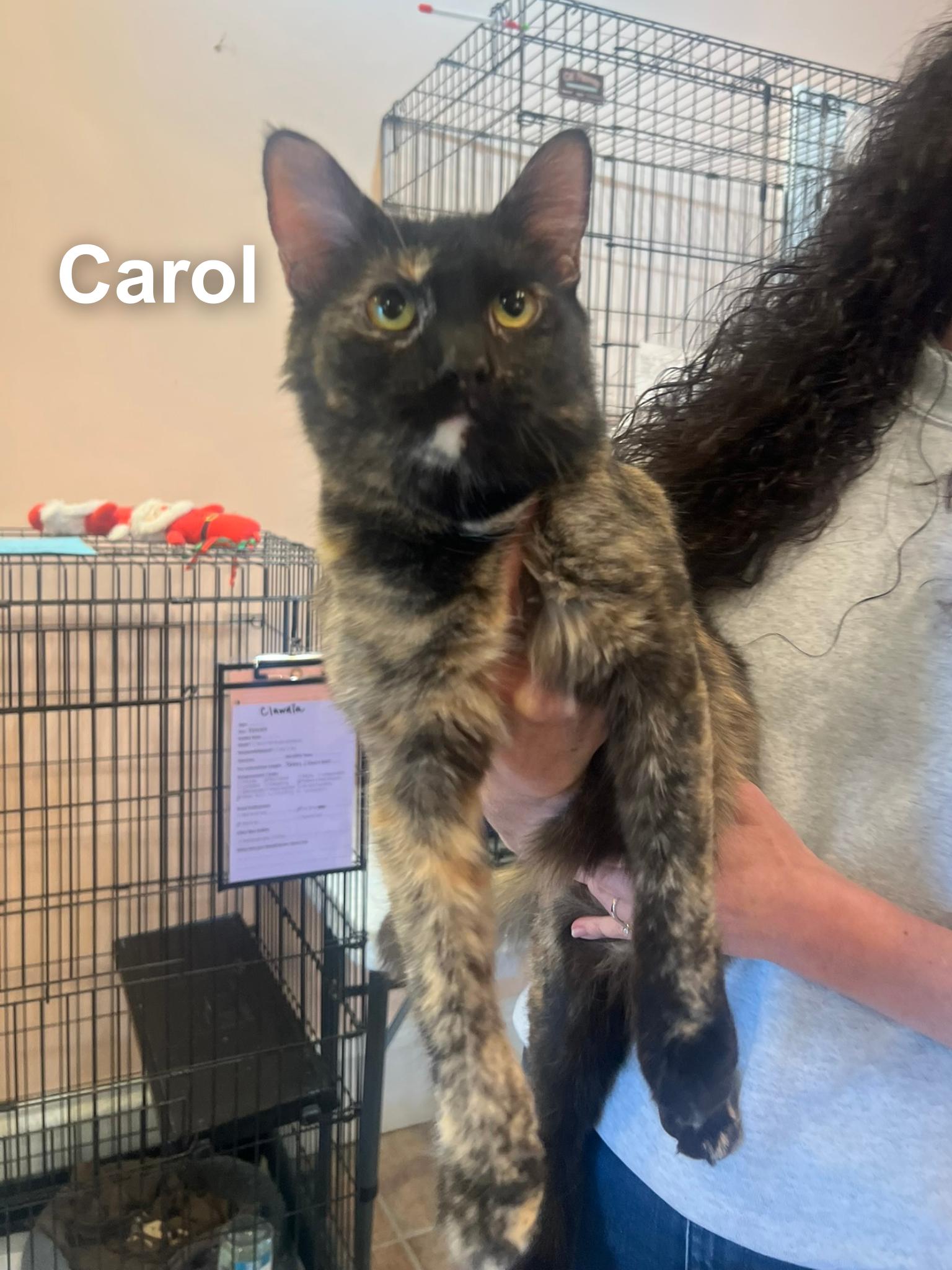 Enlarge Carol, a ADOPTABLE Domestic Medium Hair in Cincinnati , OH image 2/5
