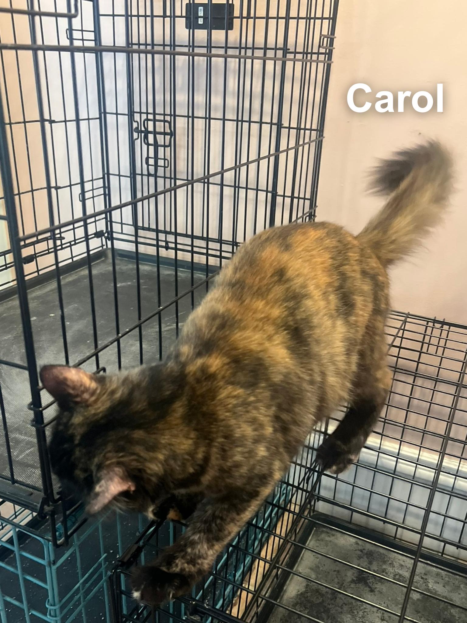 Enlarge Carol, a ADOPTABLE Domestic Medium Hair in Cincinnati , OH image 3/5
