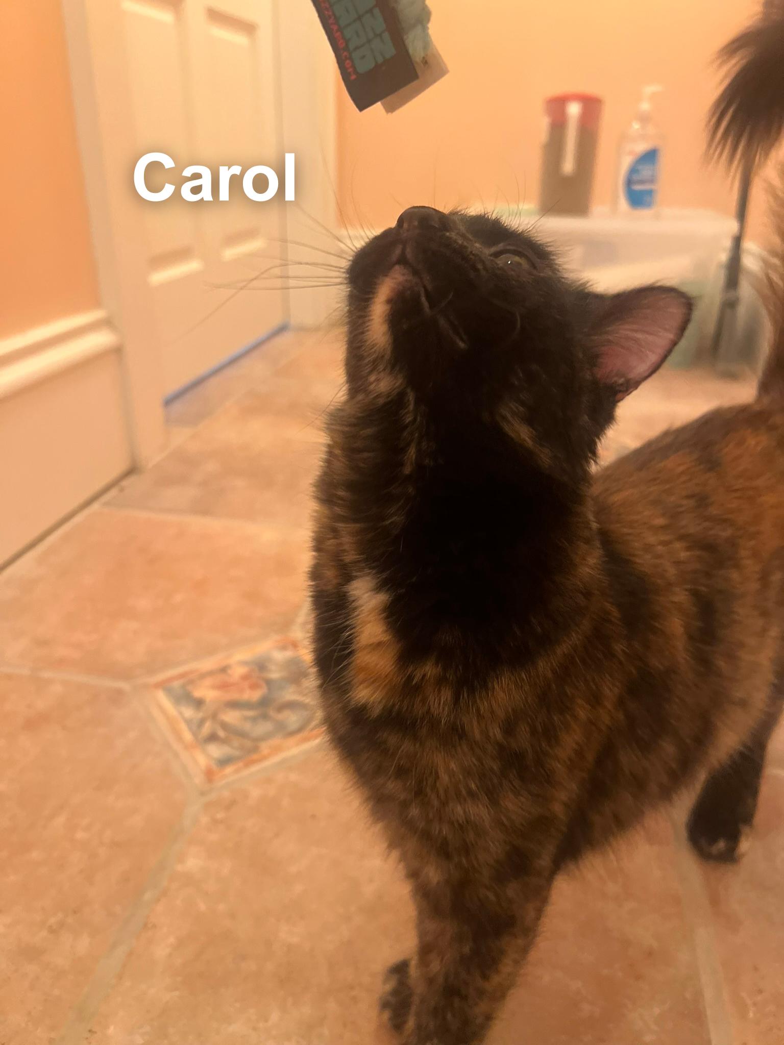 Enlarge Carol, a ADOPTABLE Domestic Medium Hair in Cincinnati , OH image 4/5