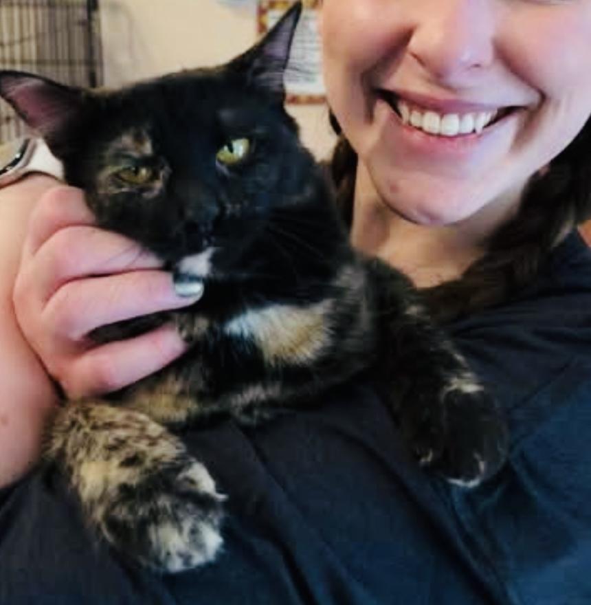 Carol, ADOPTABLE, Young Female Domestic Medium Hair.