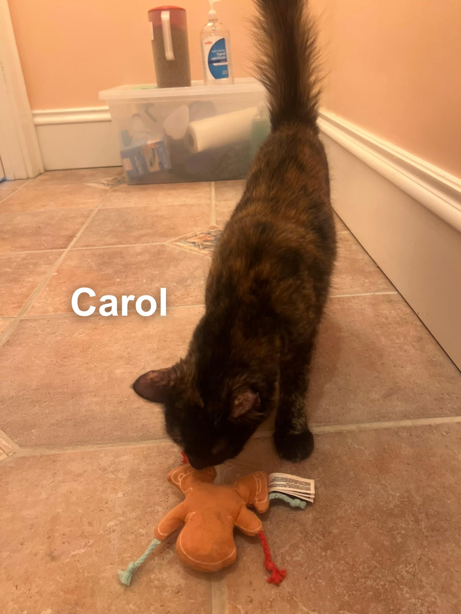 Enlarge Carol, a ADOPTABLE Domestic Medium Hair in Cincinnati , OH image 5/5