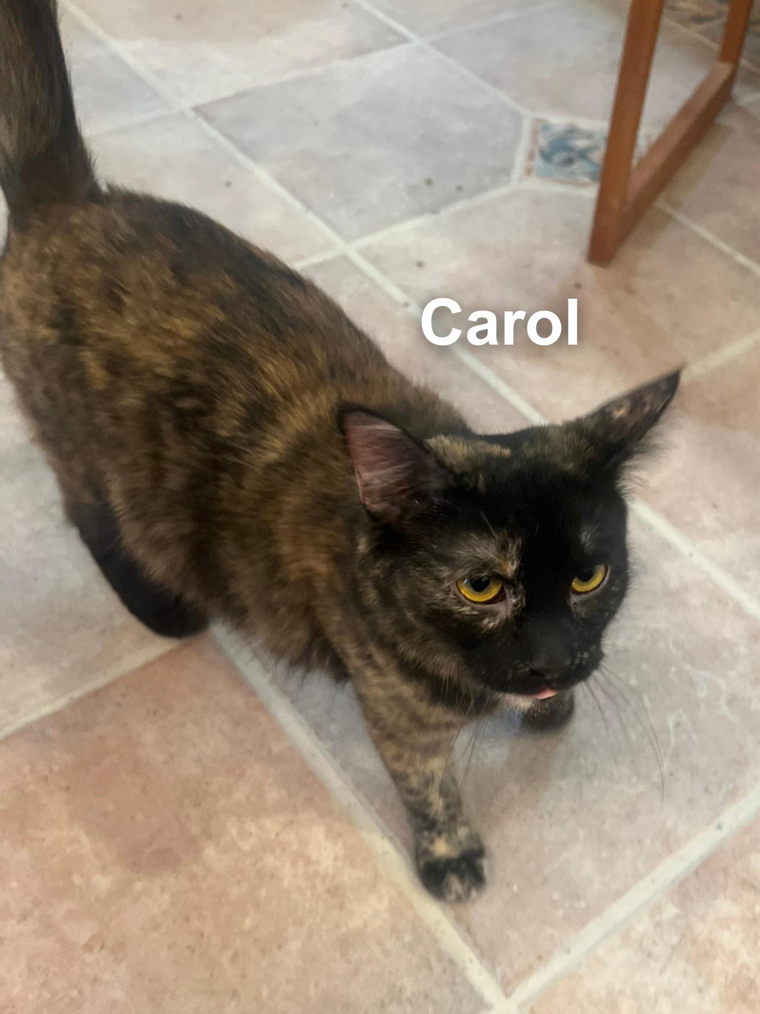 Carol, ADOPTABLE, Young Female Domestic Medium Hair.