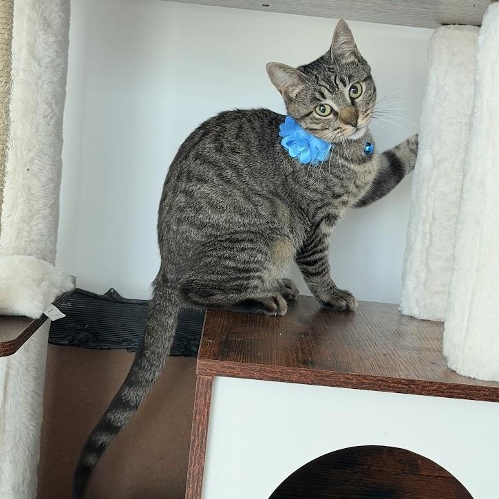 Enlarge Peppa, a Adoptable Tabby in Vernon , CT image 2/6