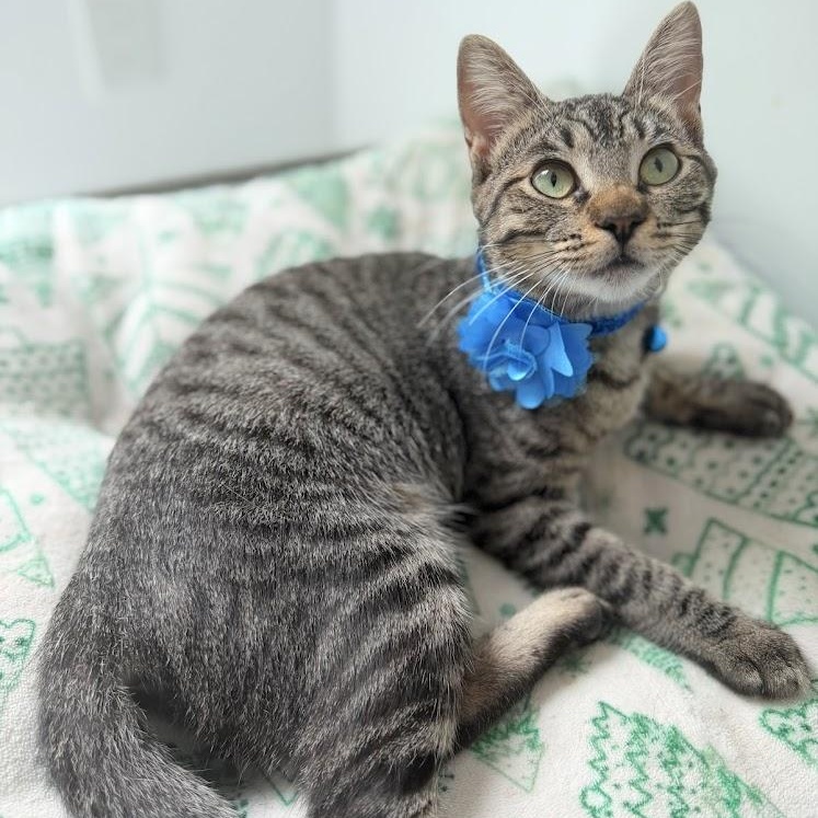 Enlarge Peppa, a Adoptable Tabby in Vernon , CT image 4/6