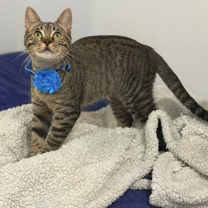 Enlarge Peppa, a Adoptable Tabby in Vernon , CT image 6/6