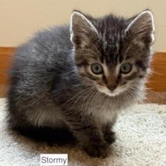 Little Stormy C11390, Adoptable, Kitten Male Domestic Short Hair.