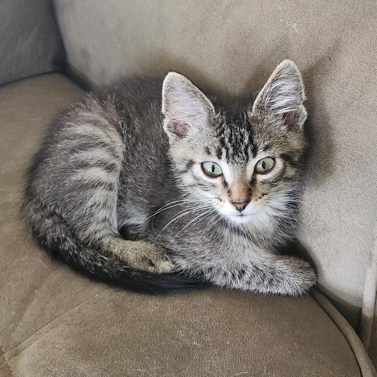 Enlarge Little Stormy C11390, a Adoptable Domestic Short Hair in Golden Valley, MN image 2/4