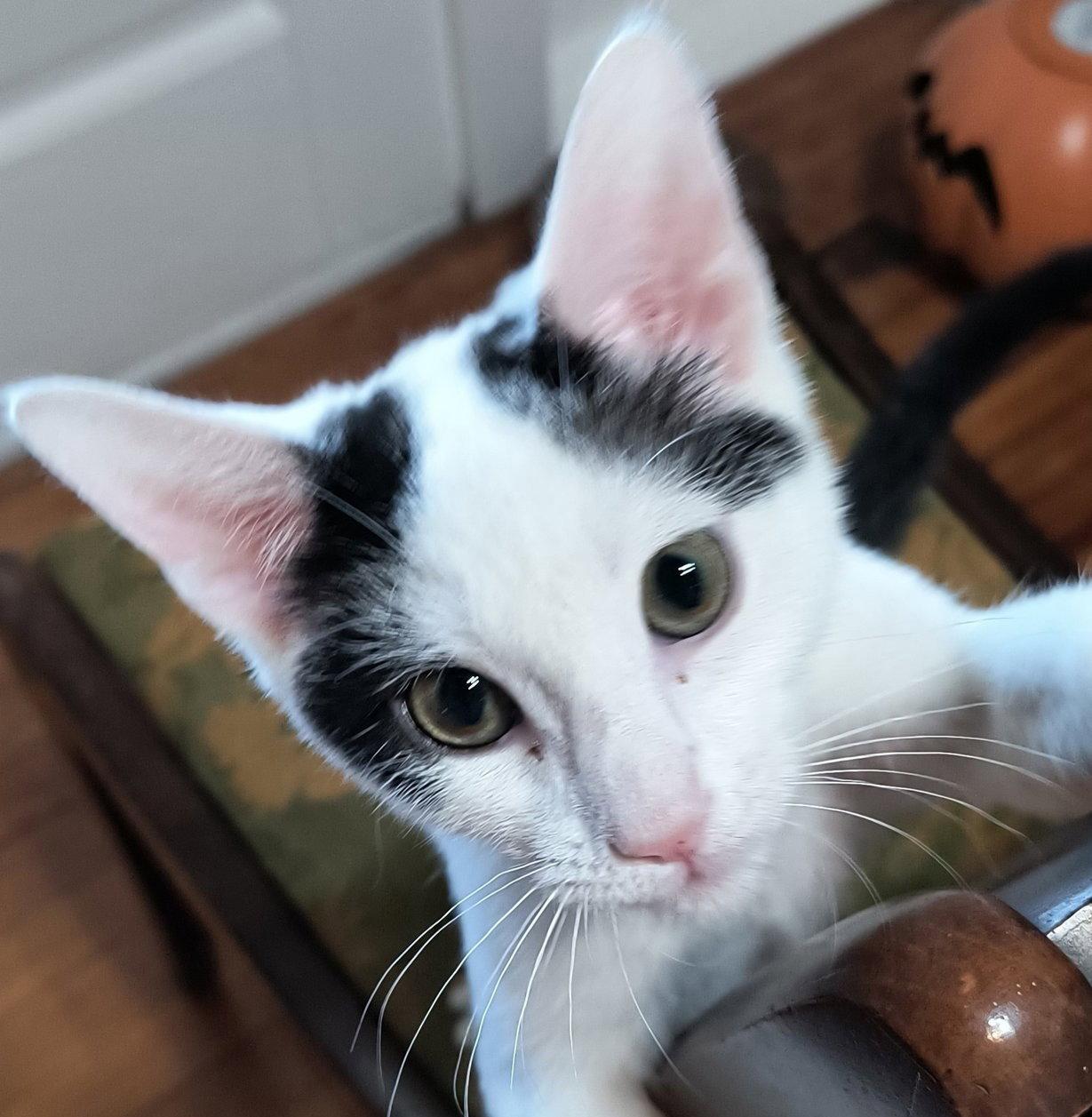 Otto - SEE ME @ PETCO!, Adoptable, Kitten Male Domestic Short Hair.